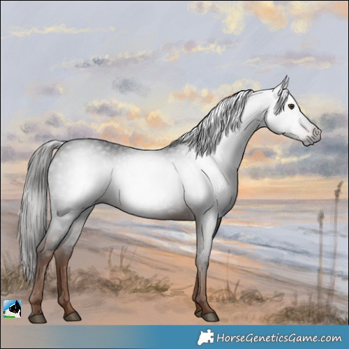 Horse Color:Gray White Spotted Liver Chestnut 