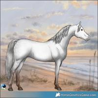 Horse Color:Gray White Spotted Liver Chestnut