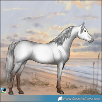 Horse Color:Gray White Spotted Liver Chestnut