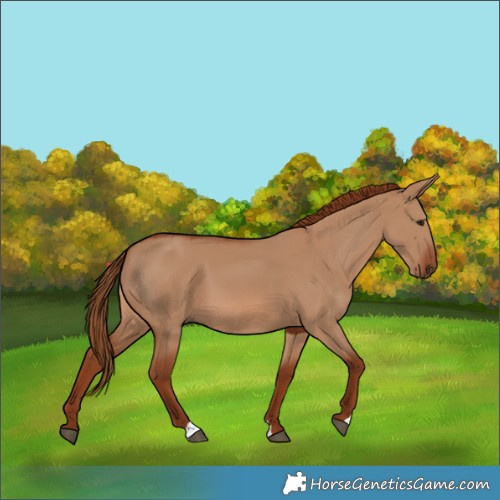 Horse Color:Red Dun