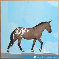 Horse Color:Liver Red Dun Appaloosa