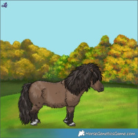 Horse Color:Liver Red Dun