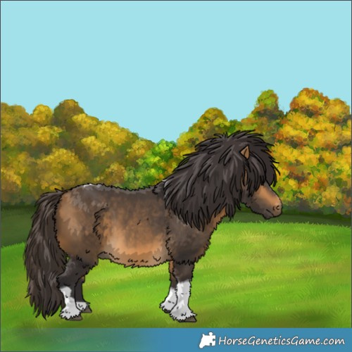 Horse Color:Buckskin Tobiano