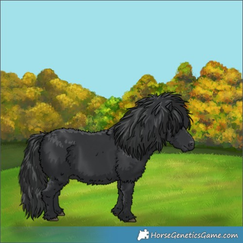 Horse Color:Black 