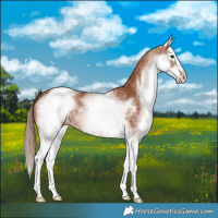 Horse Color:White Spotted Chestnut Splash 