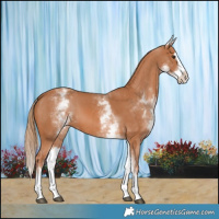 Horse Color:White Spotted Chestnut Splash