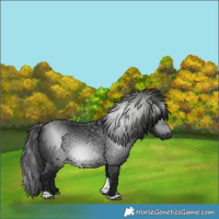 Horse Color:Gray Black Tobiano 