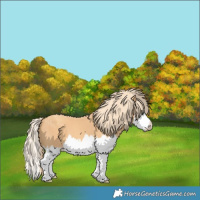 Horse Color:Gold Champagne Splash