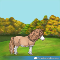 Horse Color:Gold Champagne Splash