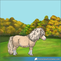 Horse Color:Gold Champagne Splash 