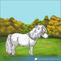 Horse Color:Gray Silver Amber Cream Champagne Roan Dun Splash Tobiano Frame Near Leopard Rabicano