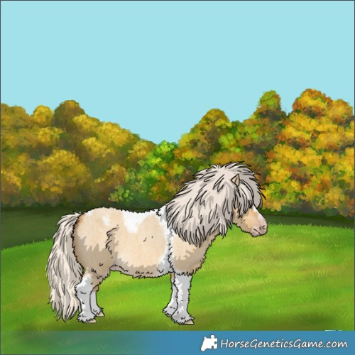 Horse Color:Gray Silver Amber Cream Champagne Roan Dun Splash Tobiano Frame Appaloosa Rabicano
