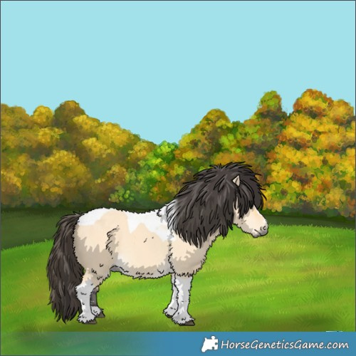 Horse Color:Buckskin Dun Tobiano