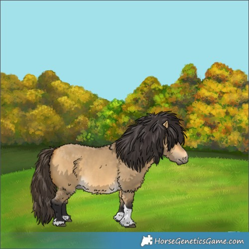 Horse Color:Buckskin Dun Tobiano 