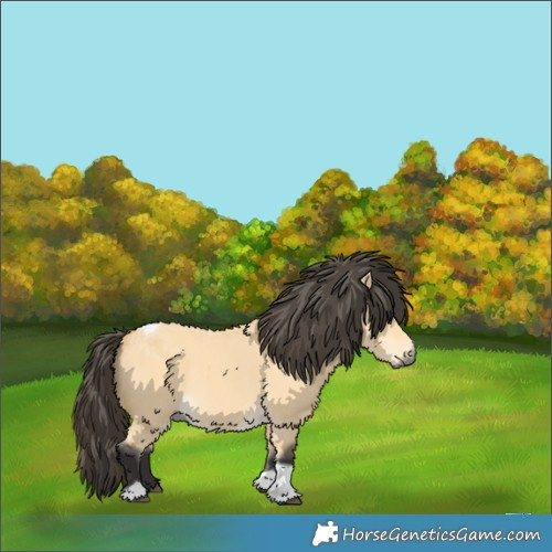 Horse Color:Buckskin Dun Tobiano 