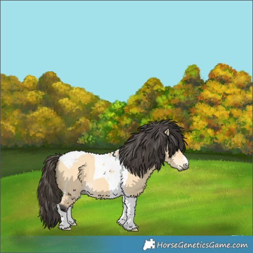 Horse Color:Buckskin Dun Tobiano