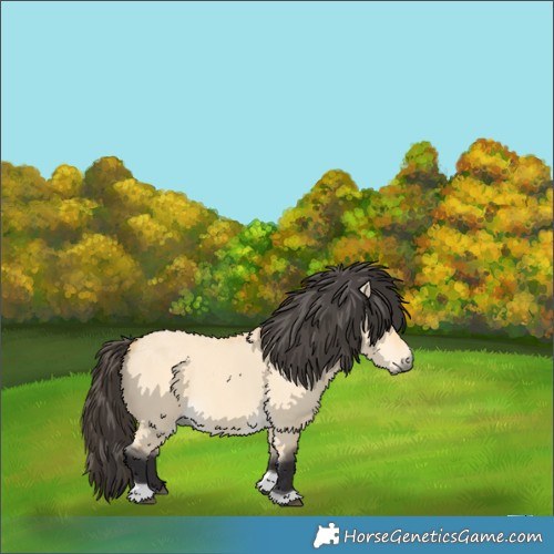 Horse Color:Buckskin Dun Tobiano 