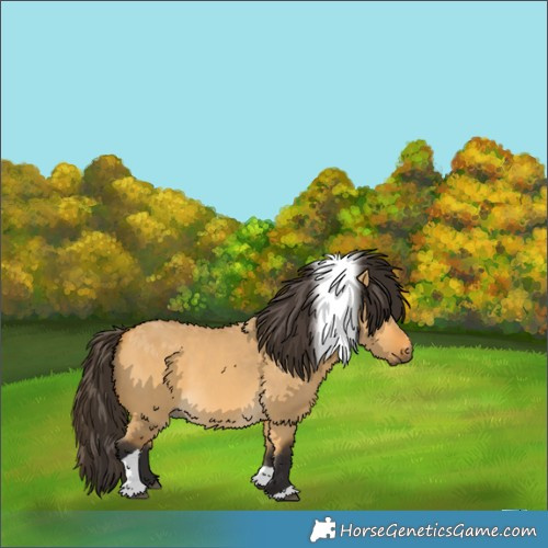 Horse Color:Buckskin Dun Tobiano 