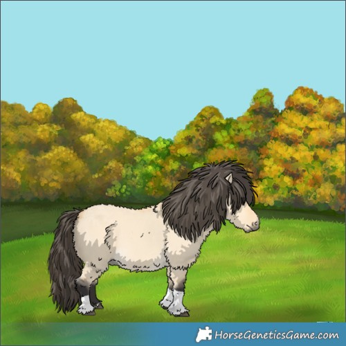 Horse Color:Buckskin Dun Tobiano 