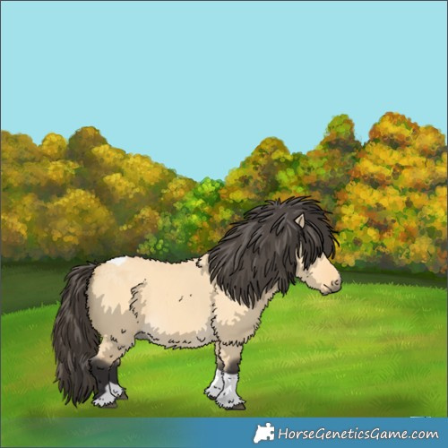 Horse Color:Buckskin Dun Tobiano 