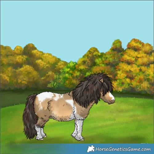 Horse Color:Buckskin Dun Tobiano 