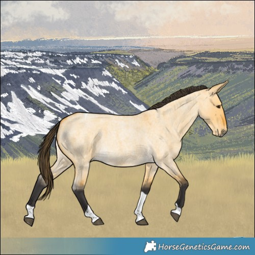 Horse Color:Buckskin Roan Dun Tobiano 