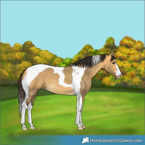 Horse Color:Buckskin Dun Tobiano
