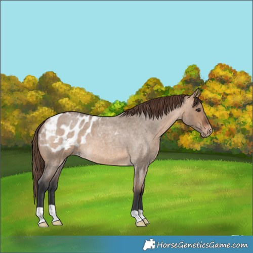 Horse Color:Bay Roan Dun Appaloosa
