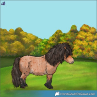 Horse Color:Bay Roan 