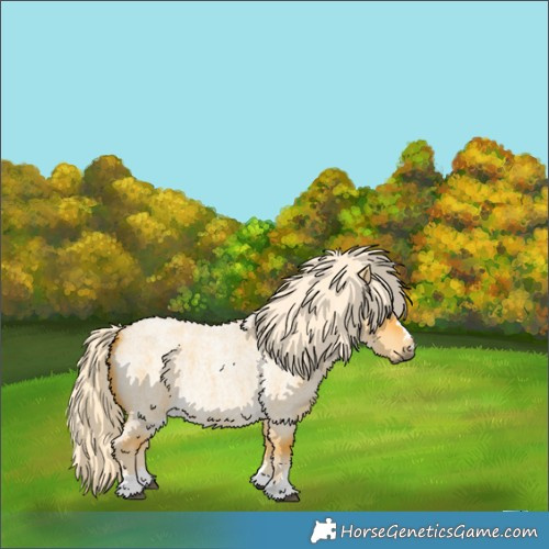 Horse Color:Palomino Roan Dun