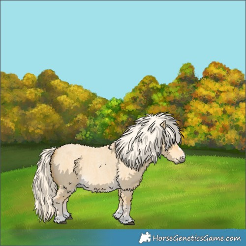 Horse Color:Palomino Roan Dun