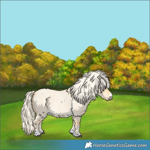 Horse Color:Palomino Roan Dun