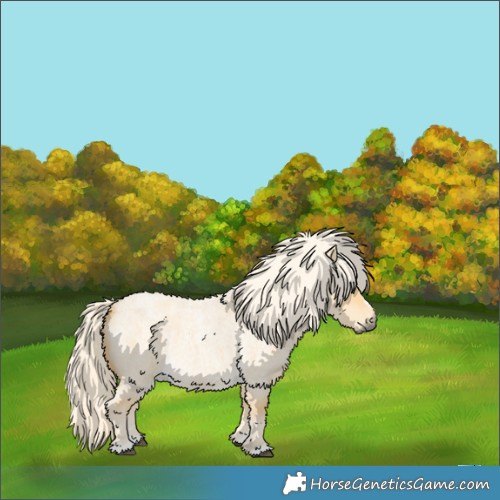 Horse Color:Palomino Roan Dun