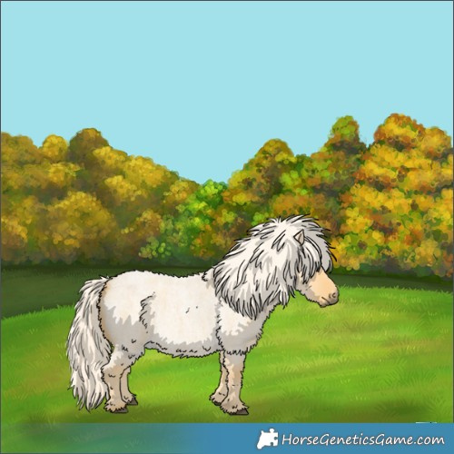 Horse Color:Palomino Roan Dun