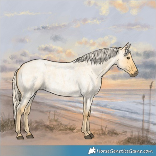 Horse Color:Palomino Roan Dun 