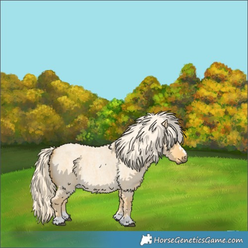 Horse Color:Palomino Roan Dun 