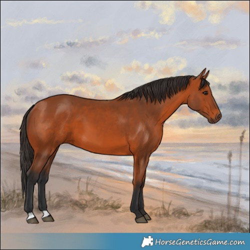 Horse Color:Bay 