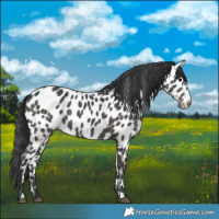 Horse Color:Black Leopard 