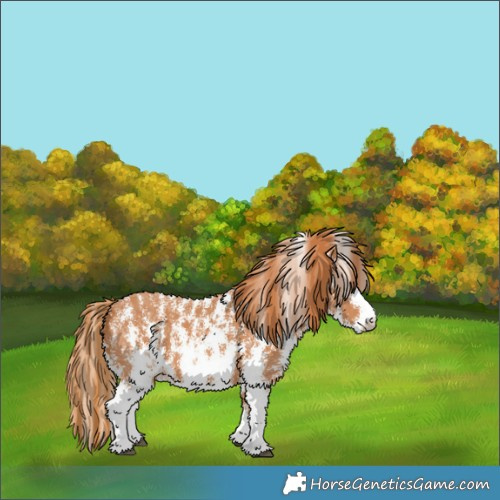 Horse Color:Chestnut Sabino