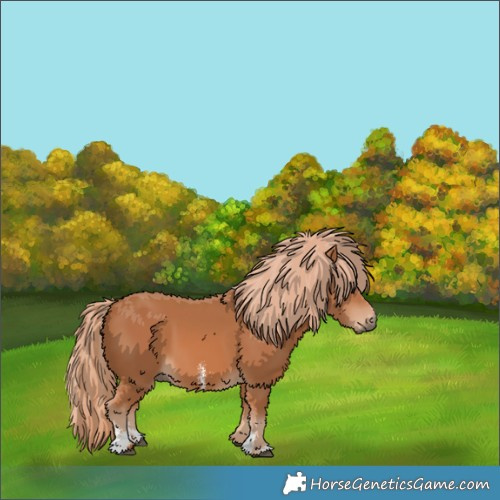 Horse Color:Chestnut Sabino