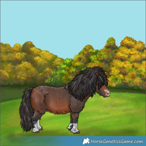Horse Color:Bay Sabino 