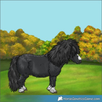 Horse Color:Black 