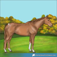 Horse Color:Chestnut Tobiano
