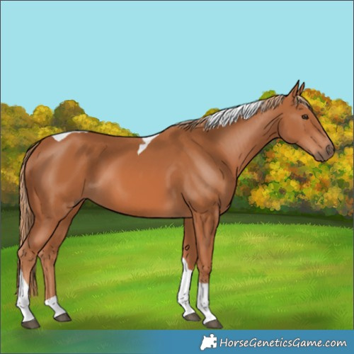 Horse Color:Chestnut Tobiano 