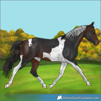 Horse Color:Brown Tobiano 