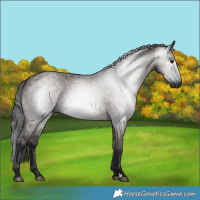 Horse Color:Gray Grullo 