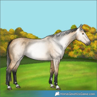 Horse Color:Gray Buckskin Dun 