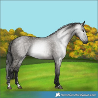 Horse Color:Gray Grullo 