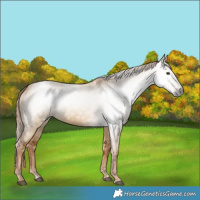 Horse Color:Gray Red Dun 