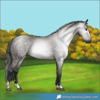 Horse Color:Gray Grullo 